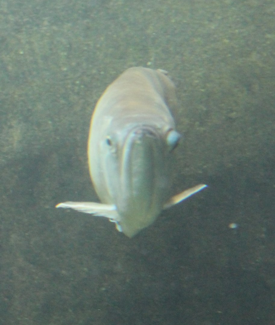 Arowana