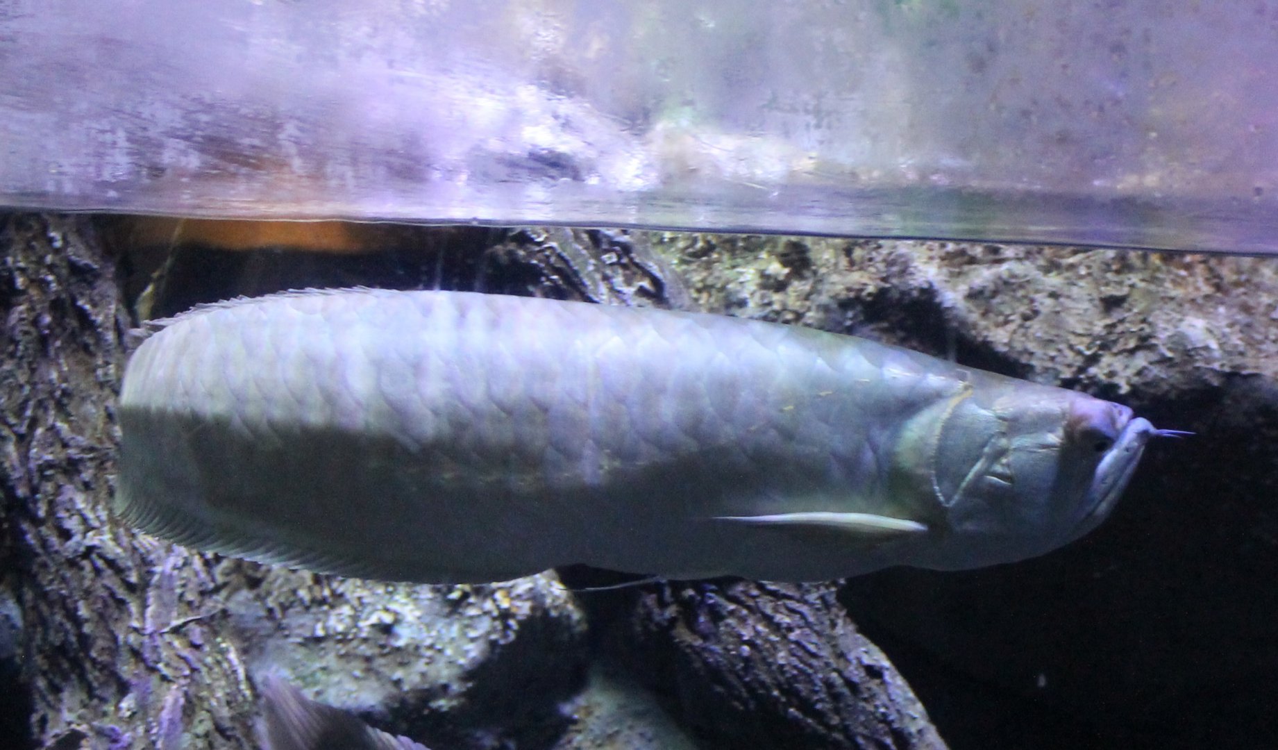 Arowana