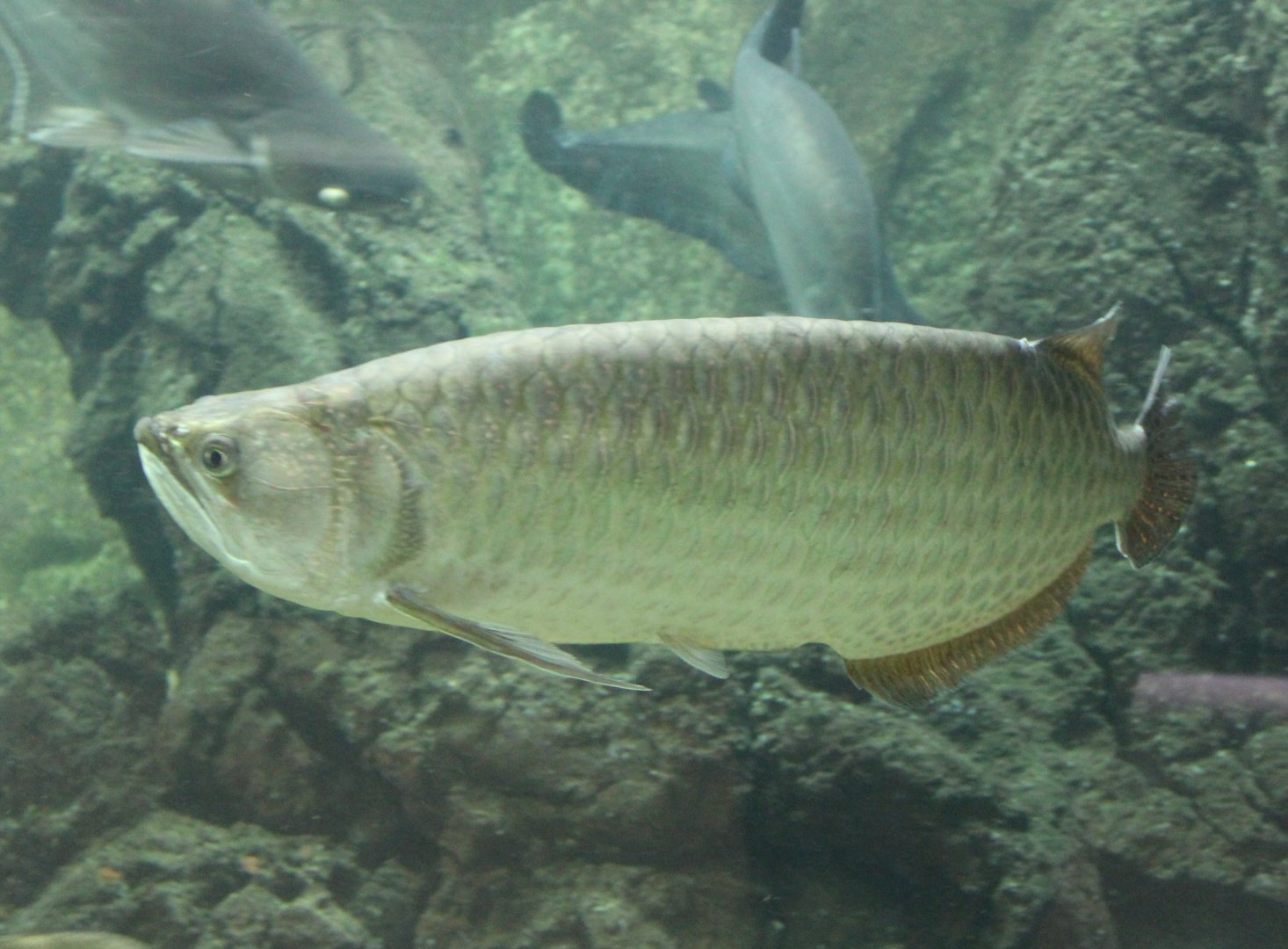 Arowana
