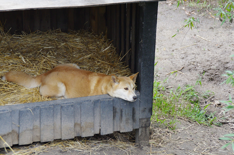 ARP 2014 - Alpine Dingo