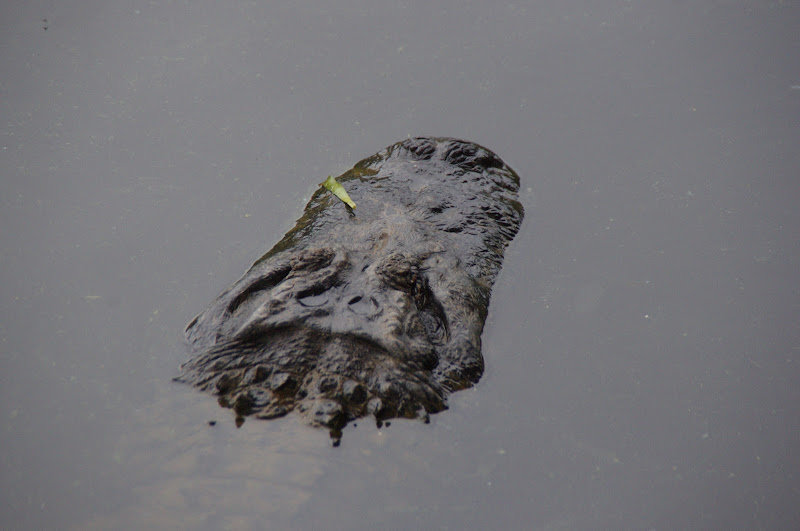 ARP 2014 - American Alligator