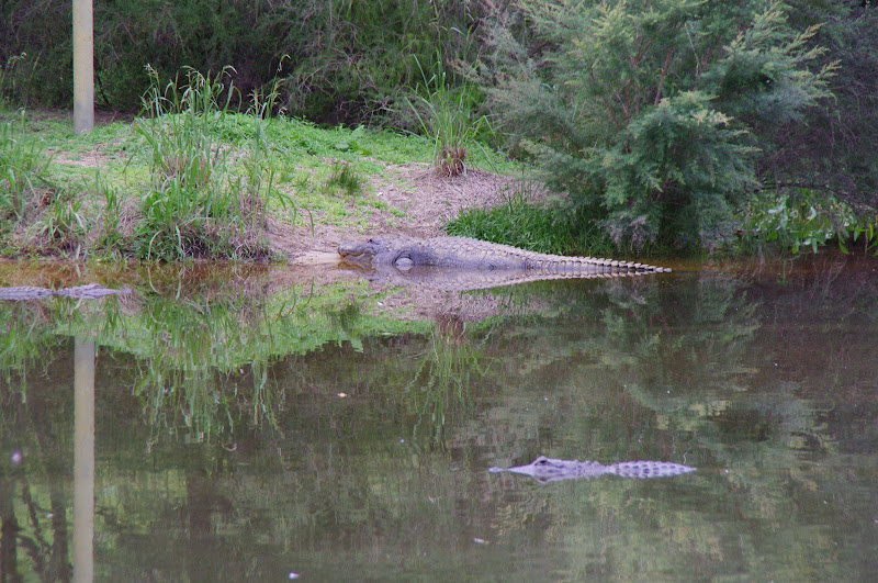 ARP 2014 - American Alligators