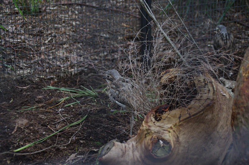 ARP 2014 - Bush Stone Curlew
