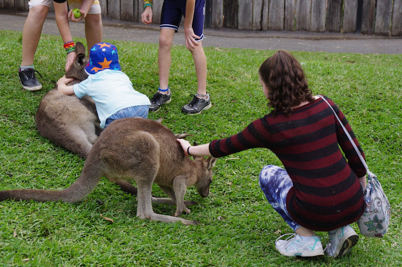 ARP 2014 - Eastern Grey Kangaroos