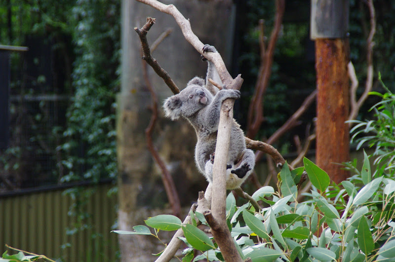 ARP 2014 - Northern Koala joey