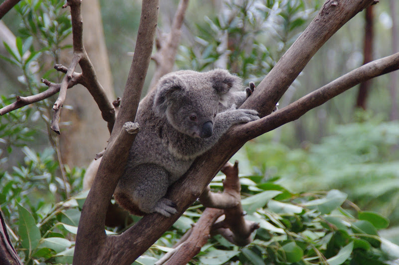 ARP 2014 - Northern Koala