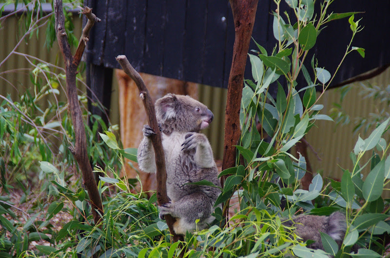 ARP 2014 - Northern Koala
