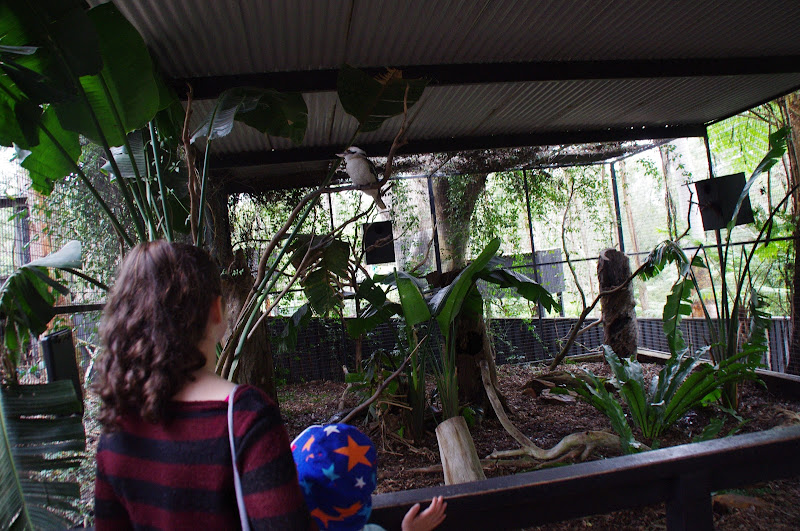 ARP 2014 - open-fronted Laughing Kookaburra aviary
