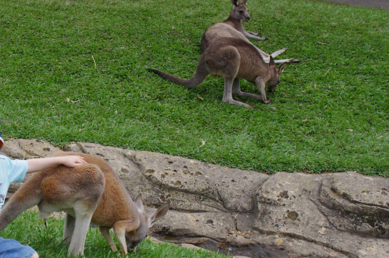 ARP 2014 - Red Kangaroo and Eastern Grey Kangaroos