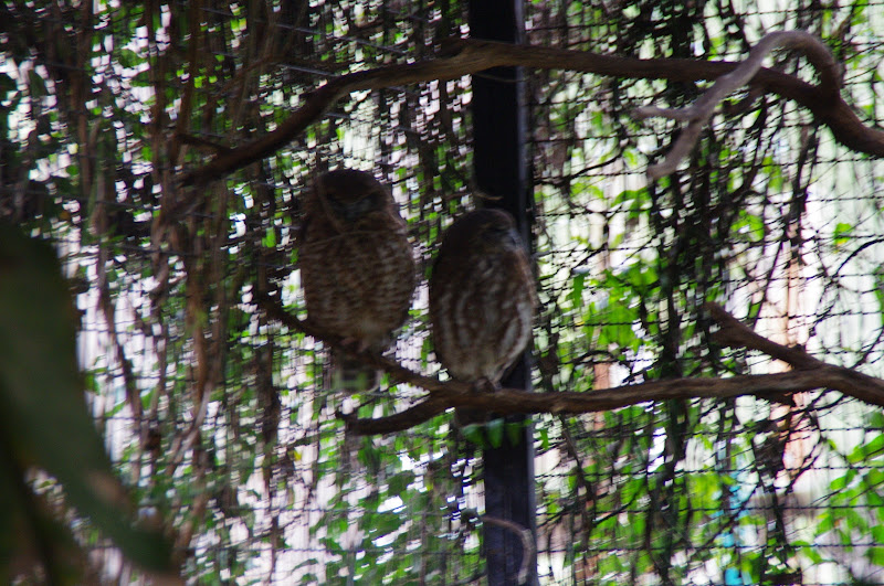 ARP 2014 - Southern Boobook and Rufous Owl in open-fronted aviary