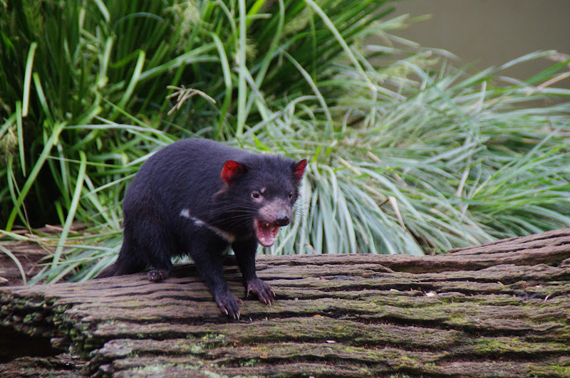 ARP 2014 - Tasmanian Devil