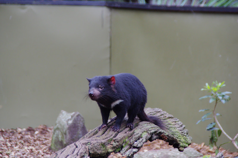 ARP 2014 - Tasmanian Devil
