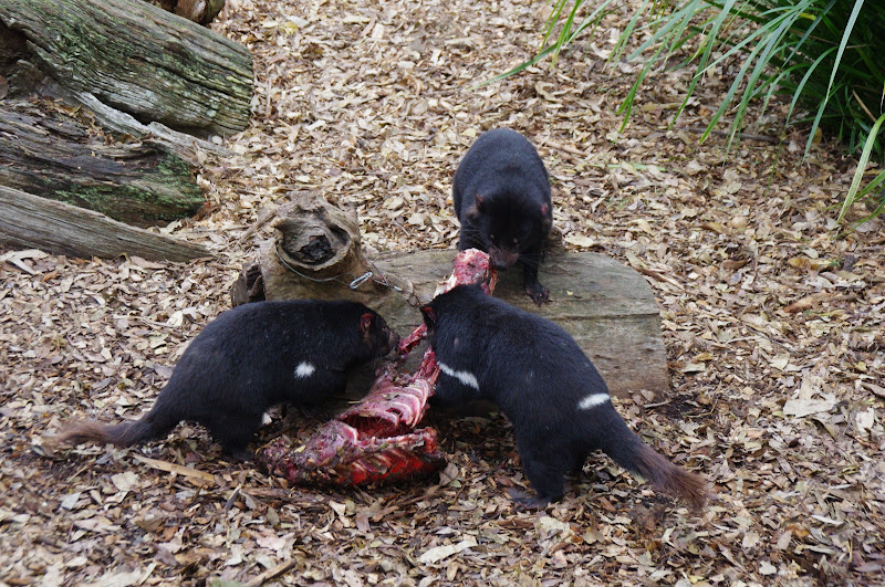 ARP 2014 - Tasmanian Devils