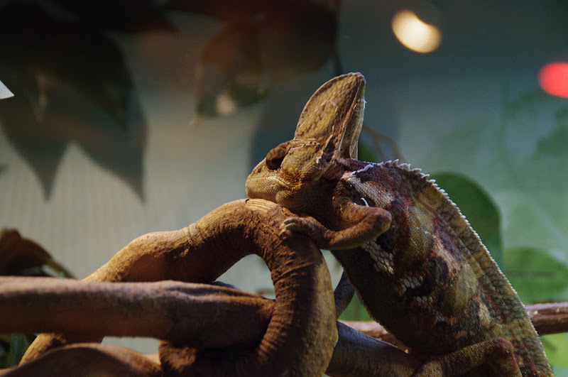 ARP 2014 - Veiled Chameleon