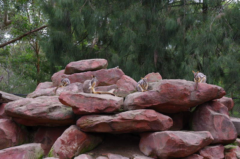 ARP 2014 - Yellow-footed Rock Wallabies
