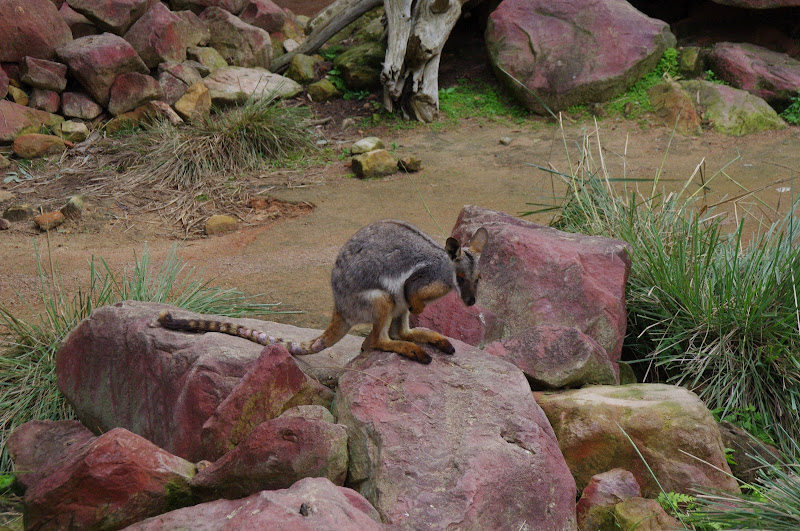 ARP 2014 - Yellow-footed Rock Wallaby