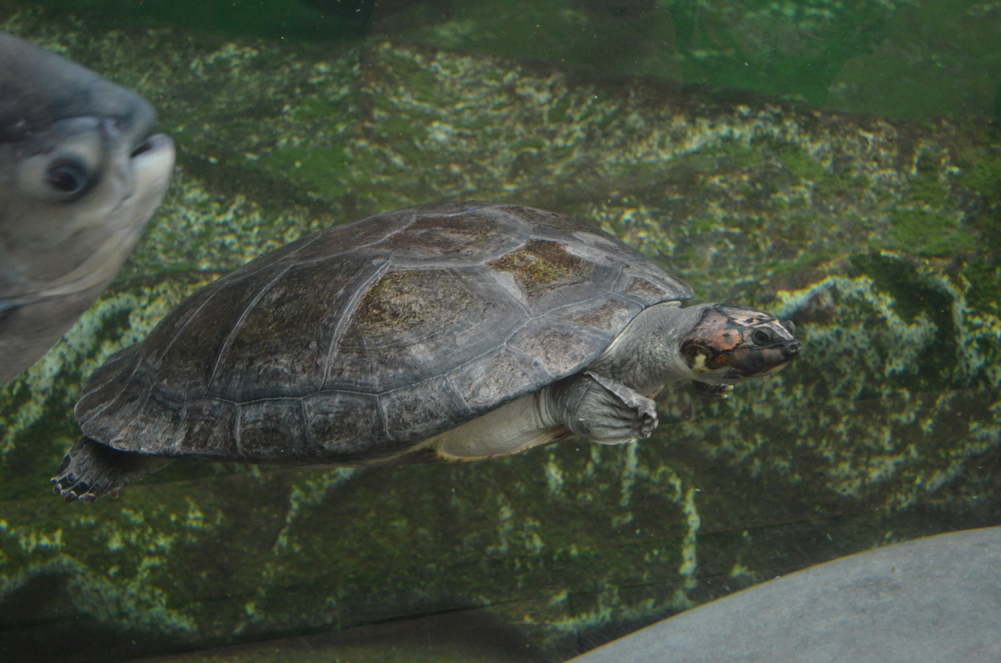 Arrau at Beauval, 12/06/18