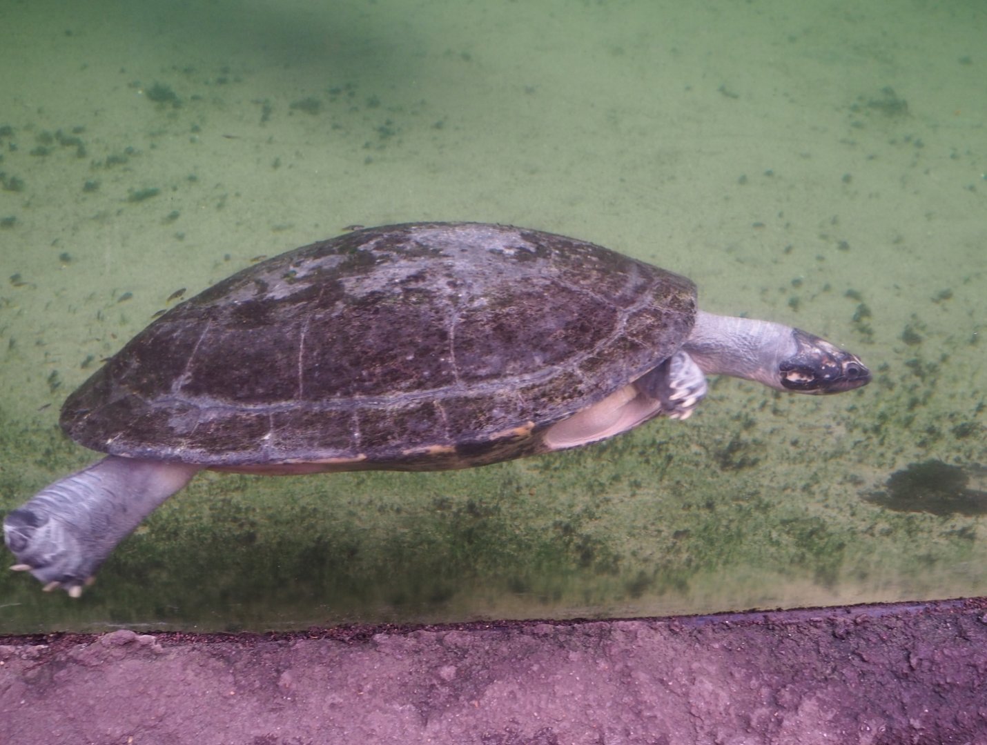 Arrau river turtle (Podocnemis expansa), Nov 10th, 2018