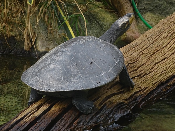Arrau river turtle (Podocnemis expansa)