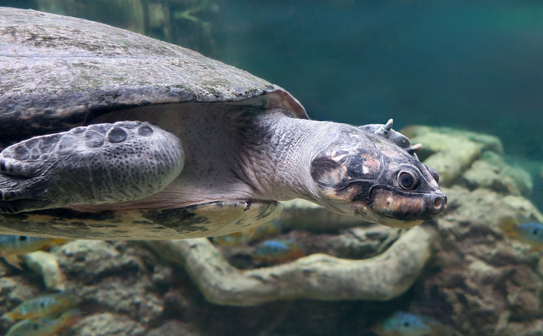 Arrau River Turtle (Podocnemis expansa)