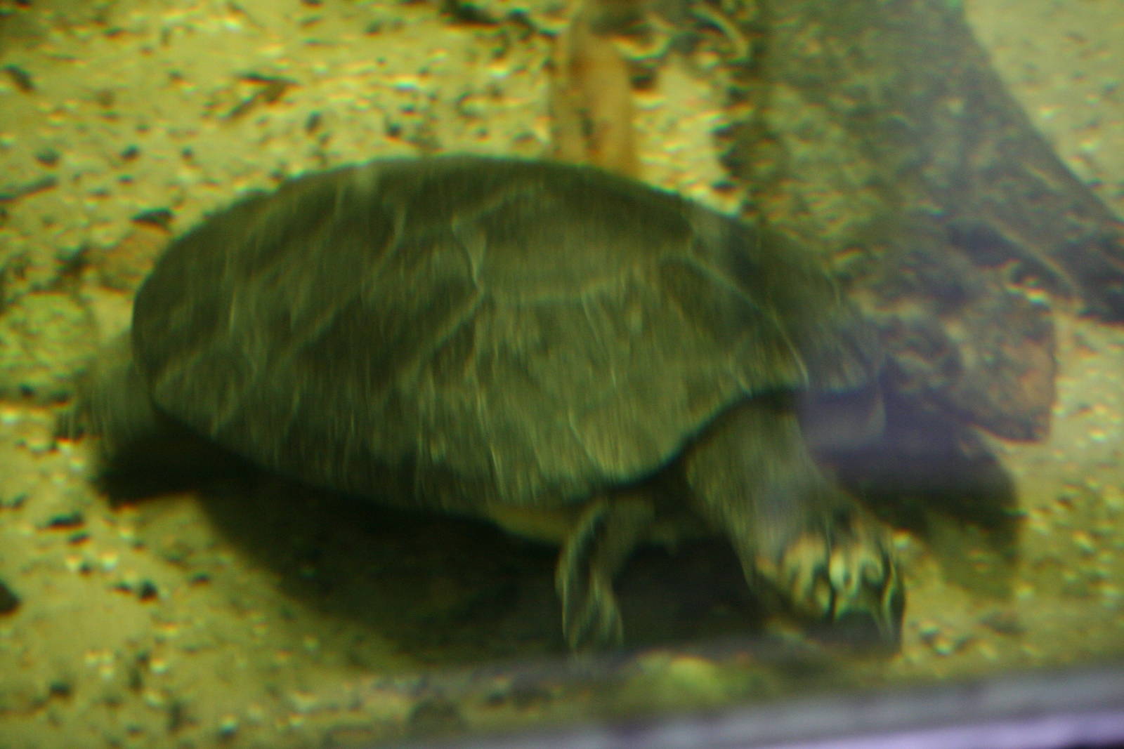 Arrau river turtle?