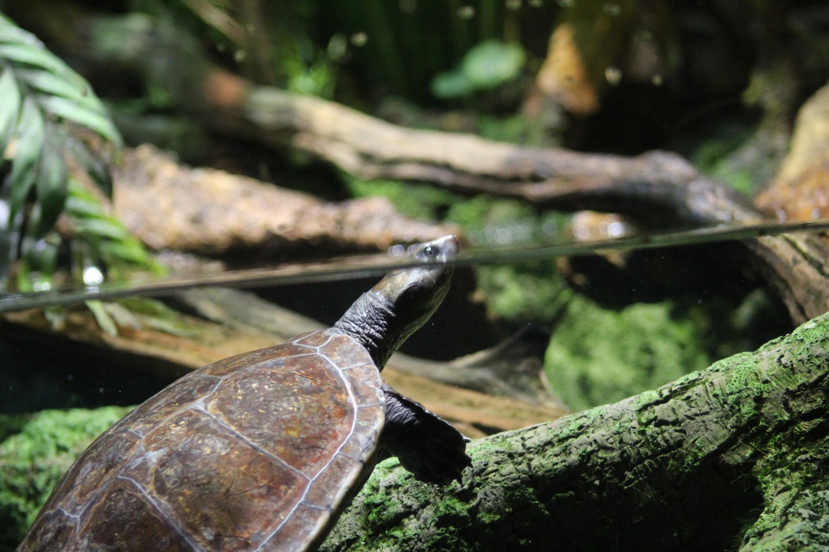 Arrau River Turtle
