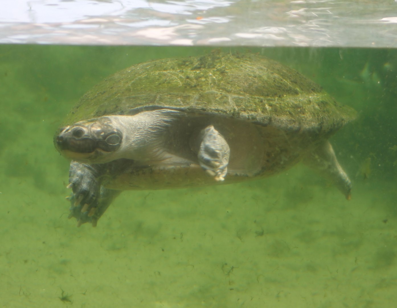 Arrau river turtle