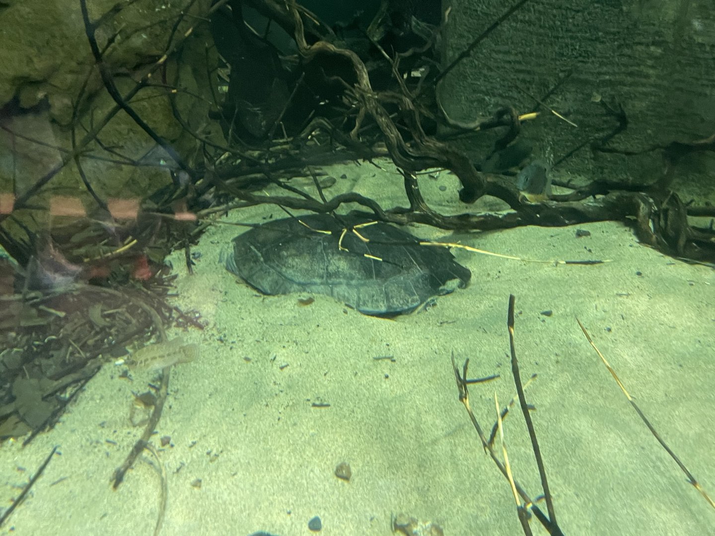Arrau river turtle