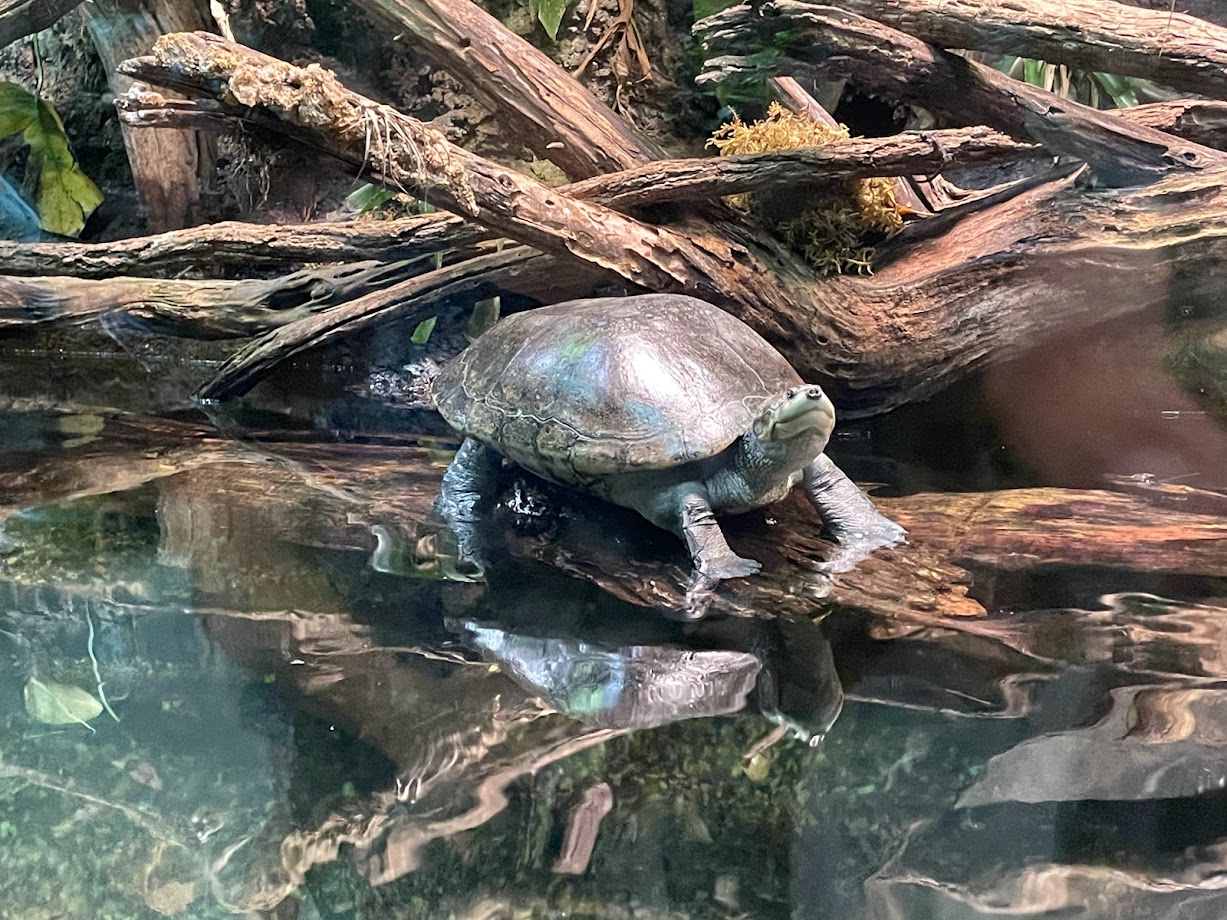 Arrau River Turtle