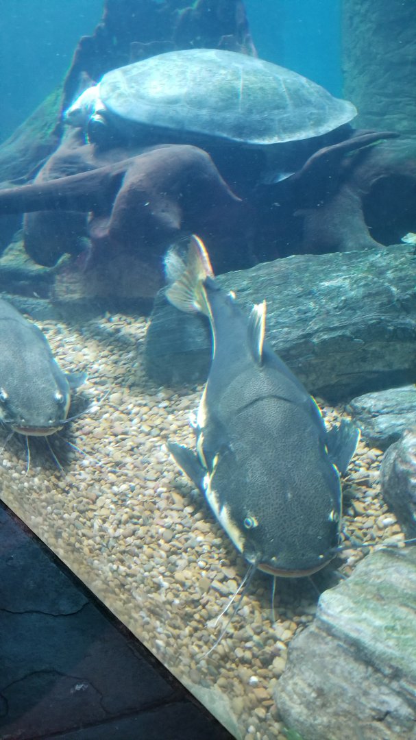 Arrau side-necked turtle, redtail catfish