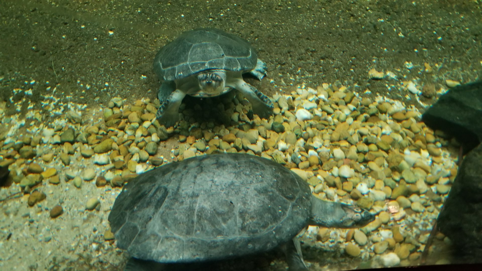 Arrau Turtle, Amazonia