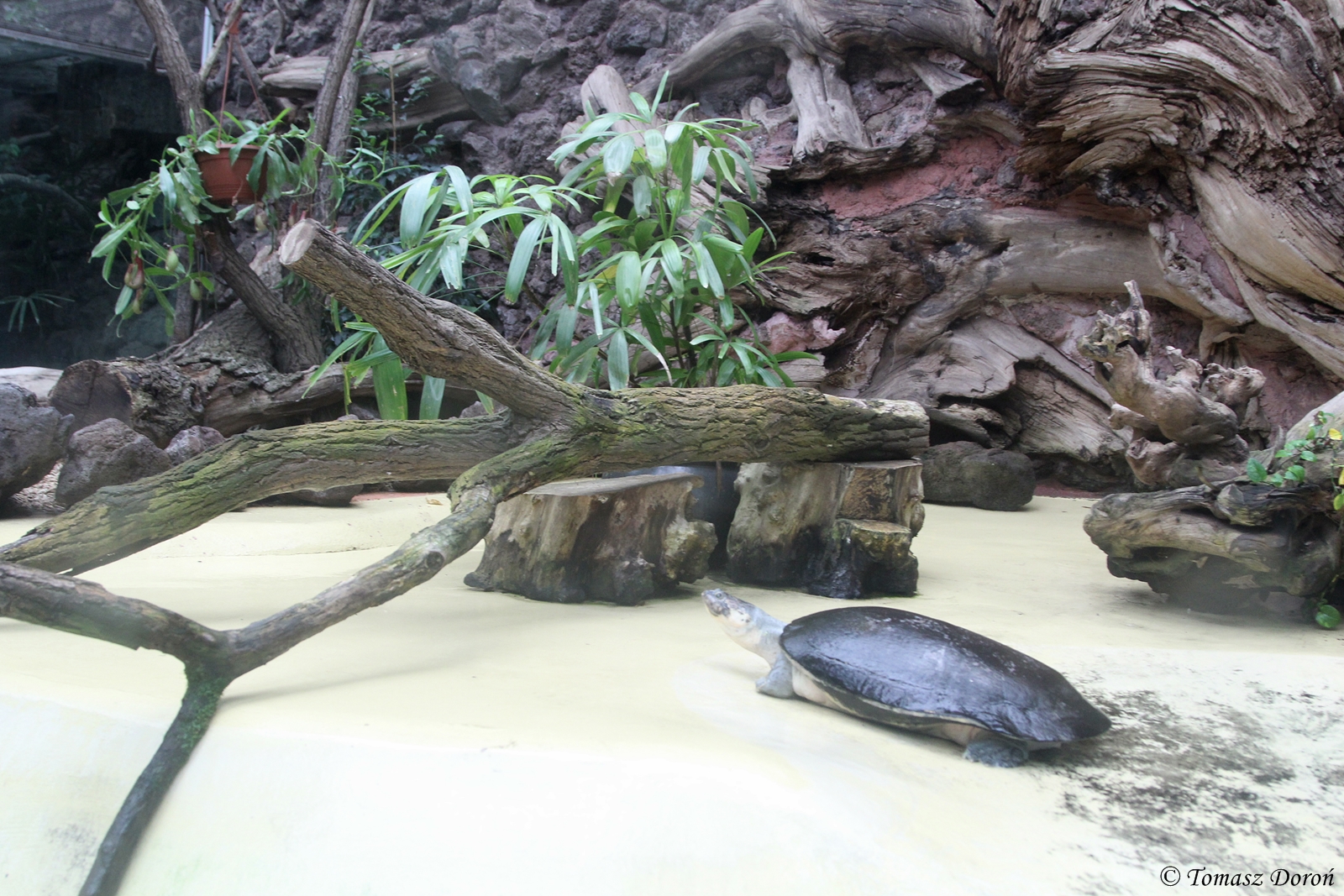 Arrau Turtle enclosure