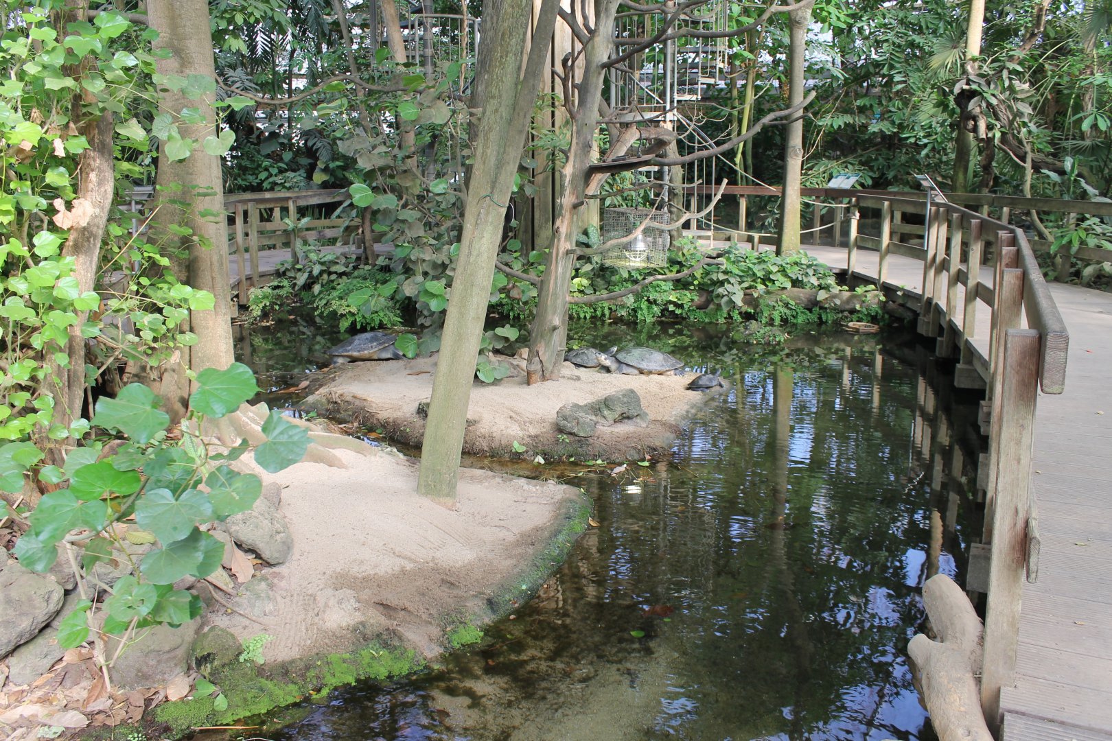 Arrau turtle-enclosure