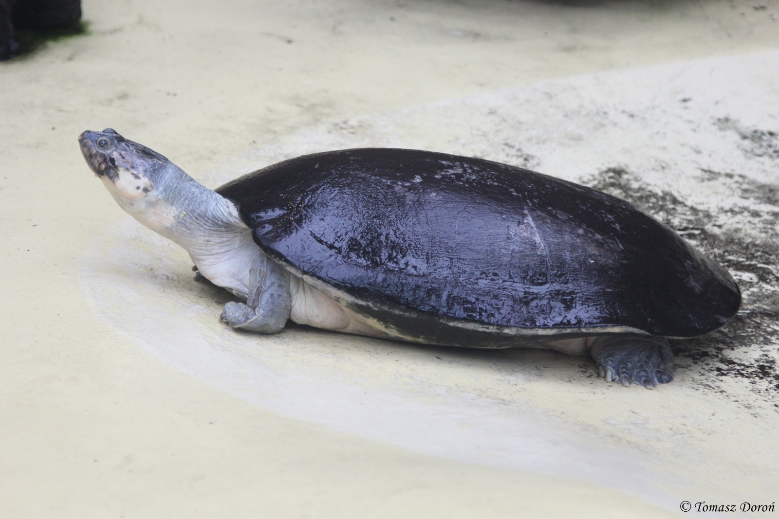 Arrau Turtle (Podocnemis expansa)