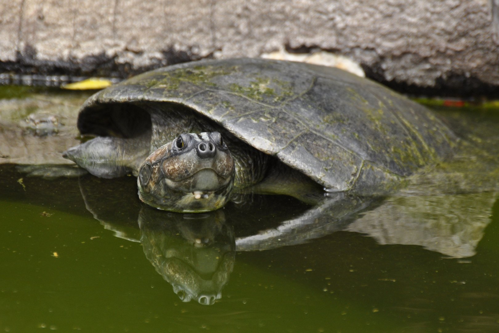 Arrau turtle (Podocnemis expansa)