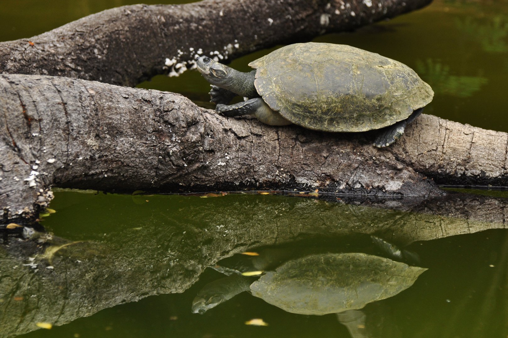 Arrau turtle (Podocnemis expansa)
