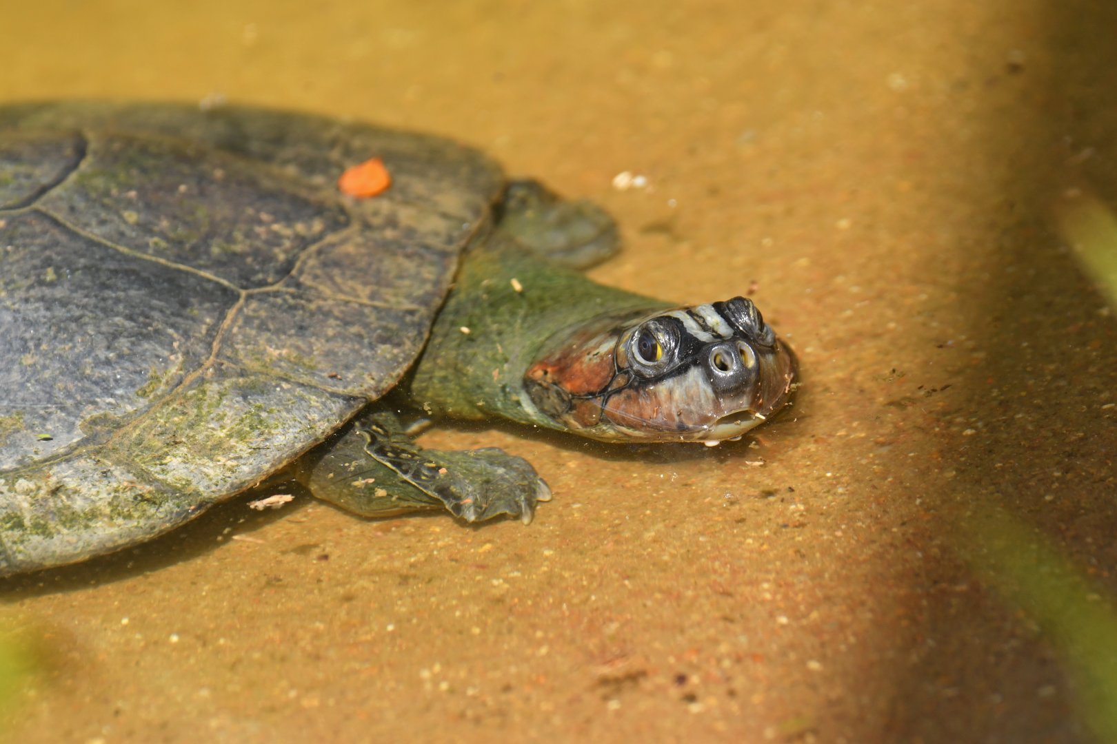 Arrau turtle (Podocnemis expansa)