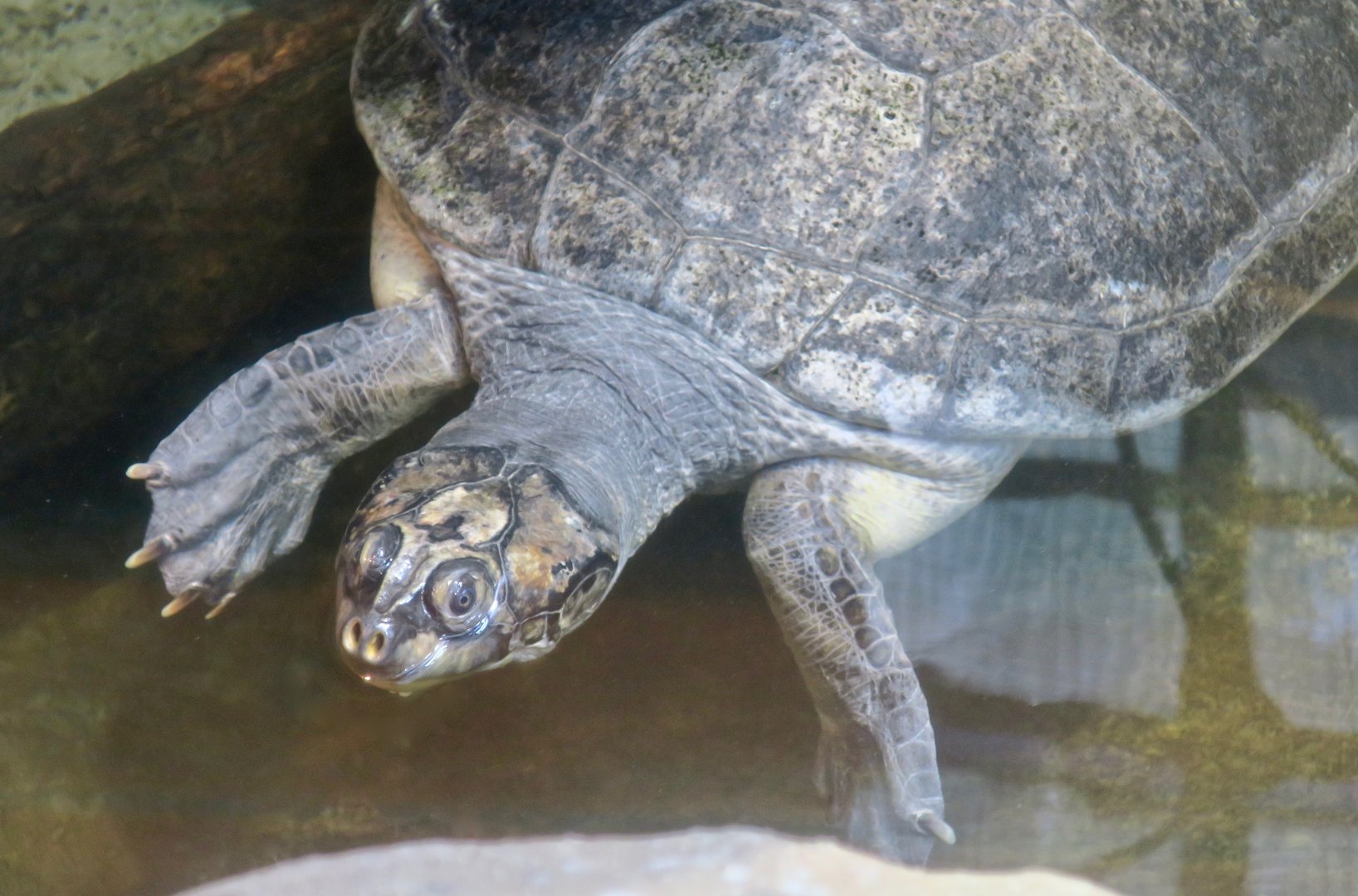 Arrau Turtle (Podocnemis expansa)