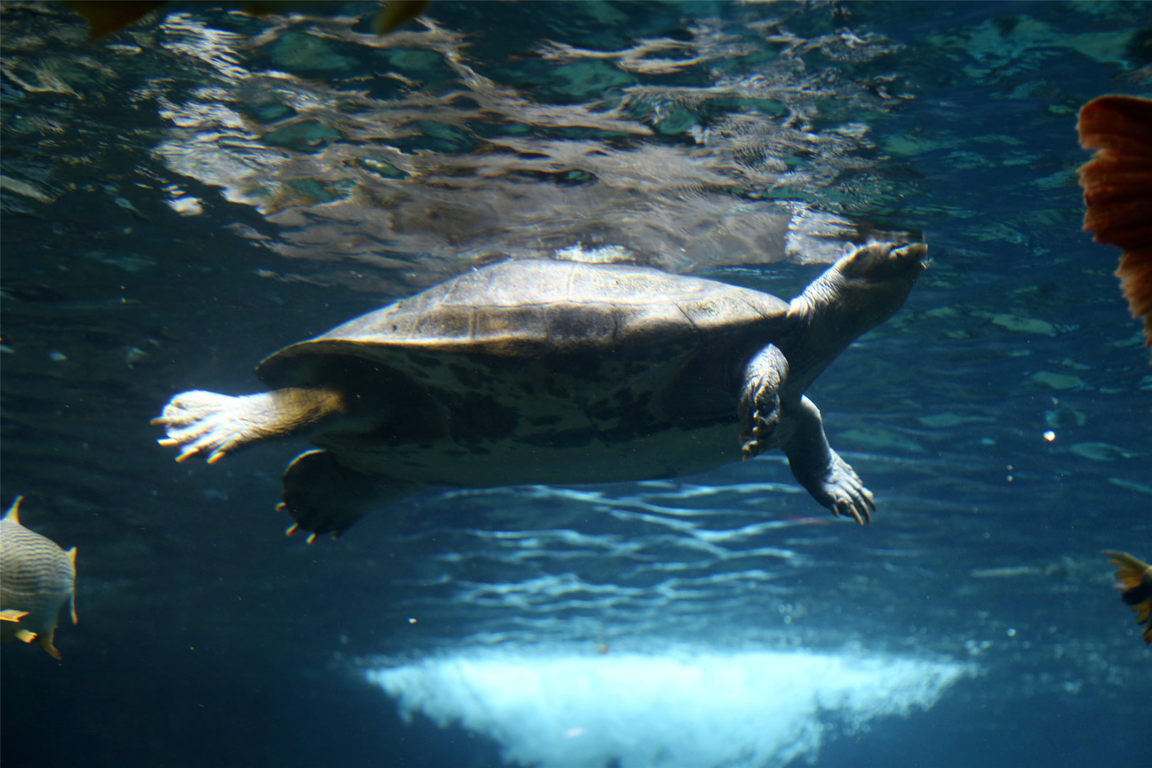 Arrau Turtle (Podocnemis expansa)