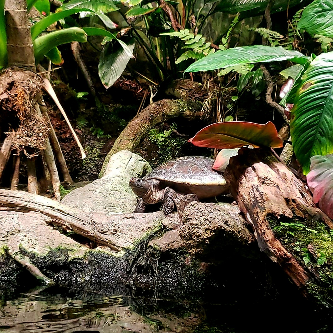 Arrau Turtle (Podocnemis expansa)