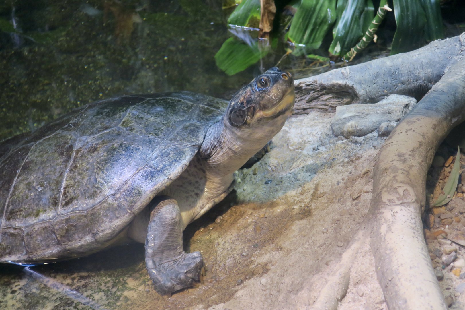 Arrau Turtle (Podocnemis expansa)