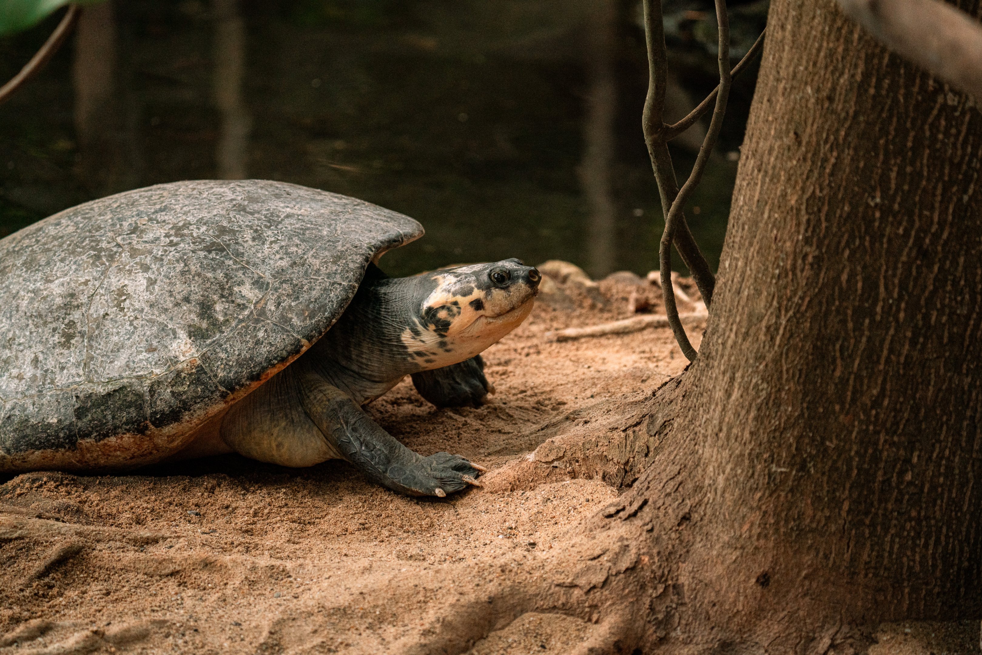 Arrau Turtle, Podocnemis expansa