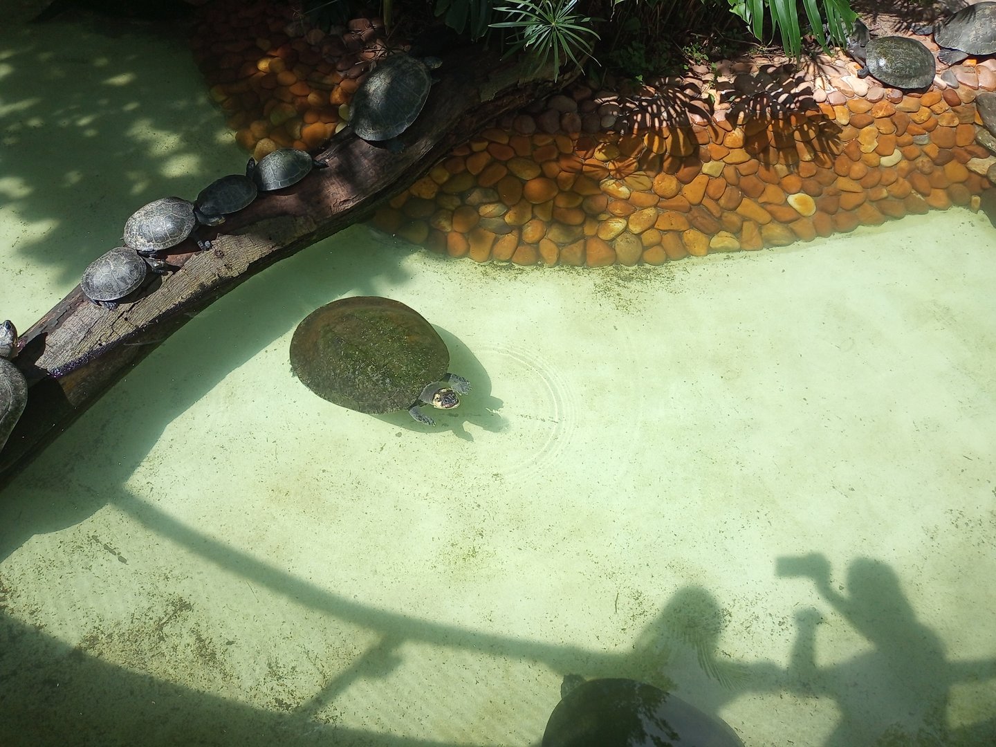 Arrau turtle/yellow spotted Amazon River turtle