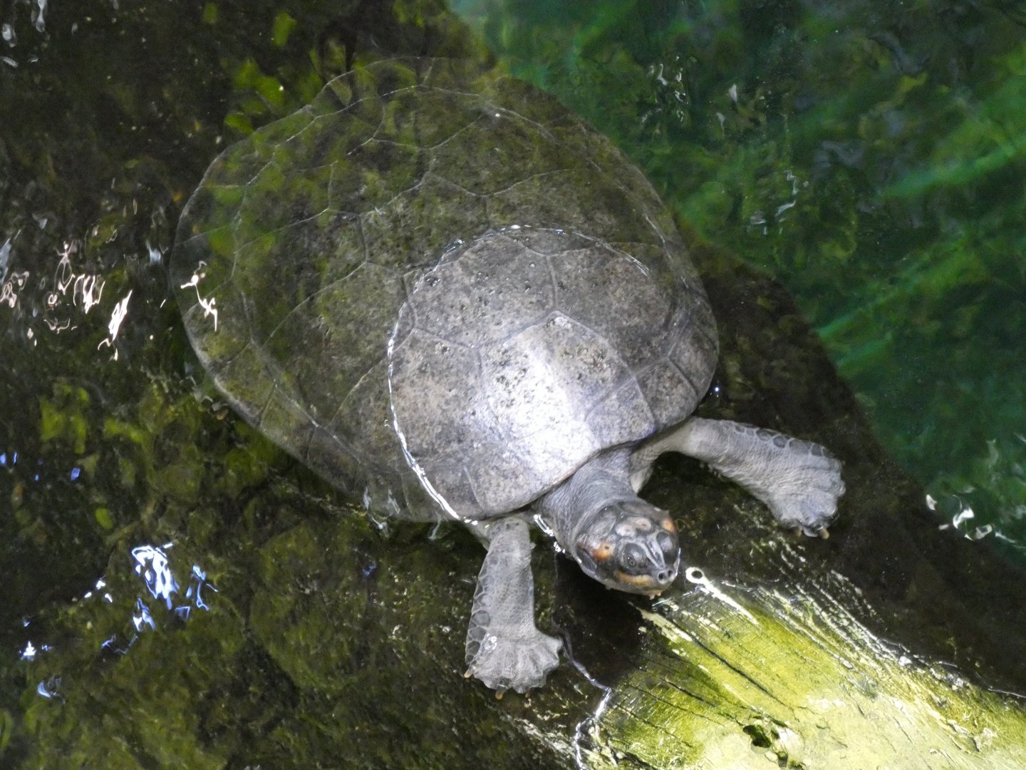 Arrau turtle