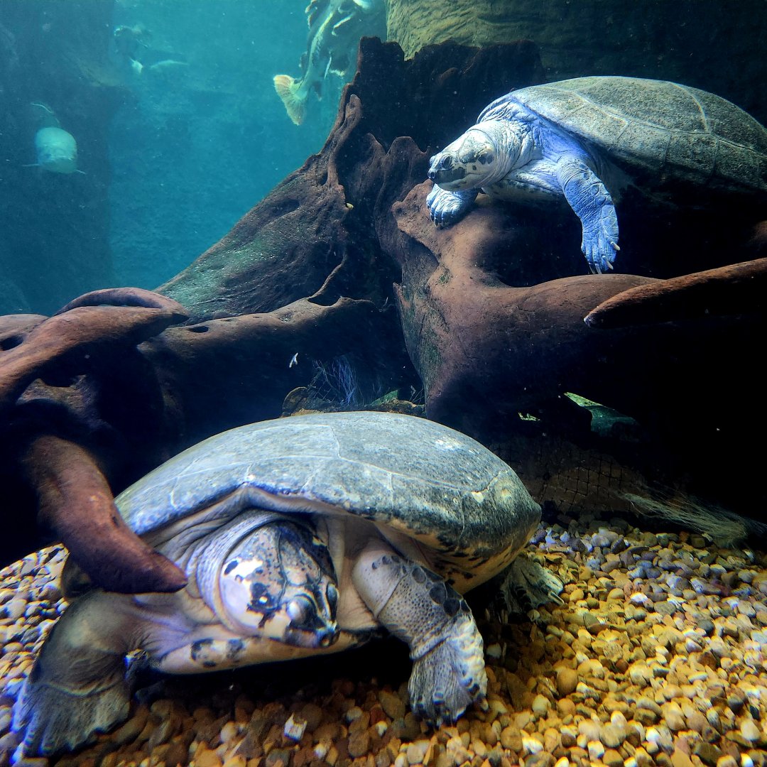 Arrau Turtles (Podocnemis expansa)