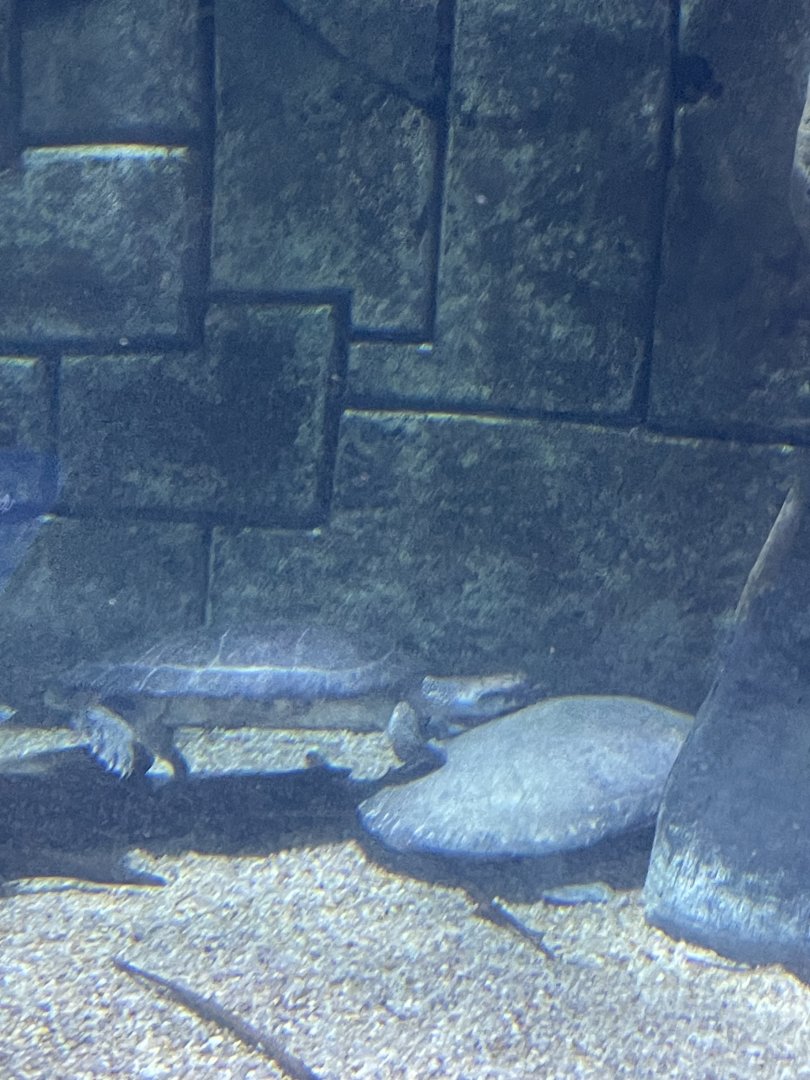 Arrau Turtles