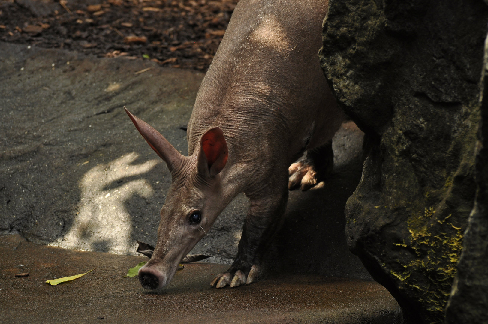 Arrdvark (Orycteropus afer)