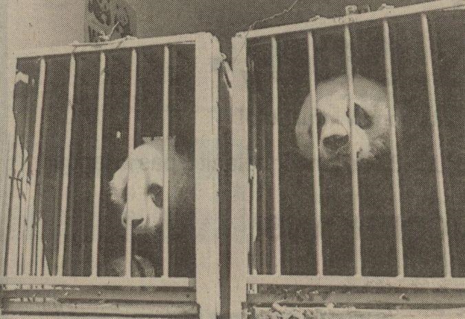 Arrival Giant Pandas at Beekse Bergen