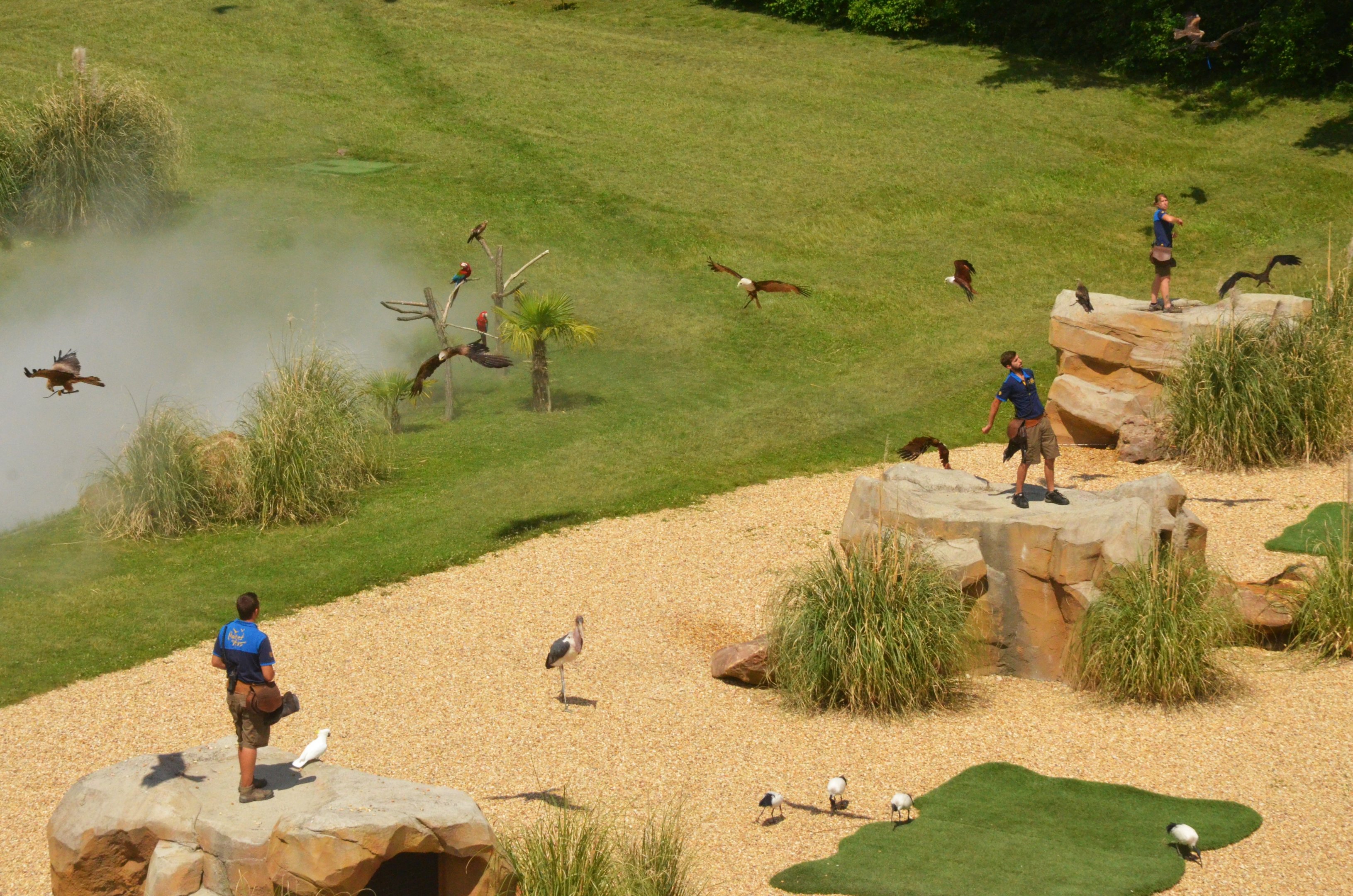 Arrival of Ibis - Les Maîtres des Airs at Beauval, 12/06/18