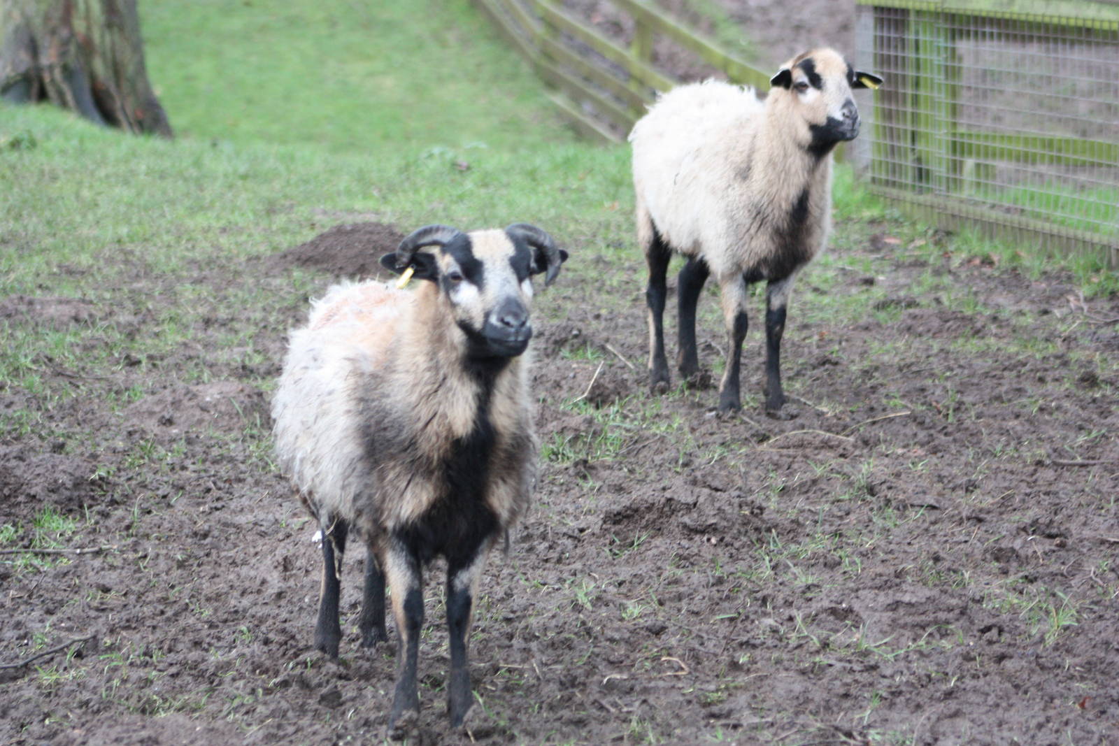 Arrived 23rd January 2016